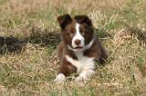 BORDER COLLIE 1559